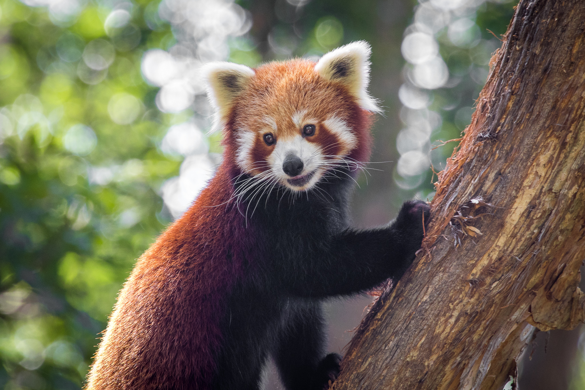 red-panda-eating-by-af-photography-on-deviantart