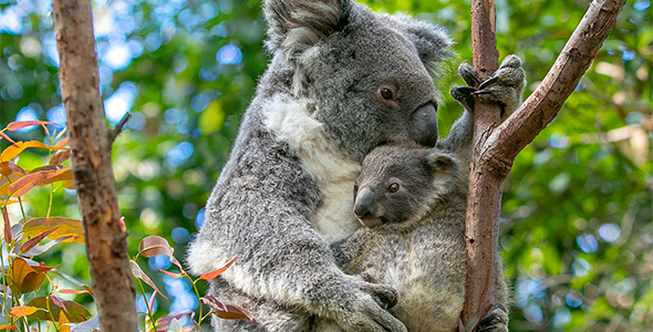 Koala_Conservation_Index.png