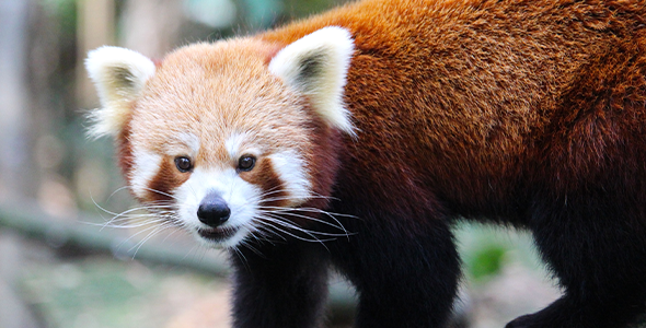 Red_Panda_Conservation_Index.png
