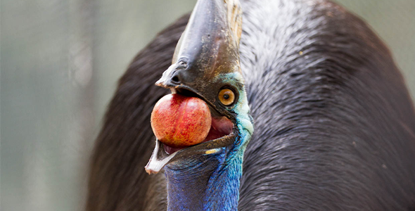 Cassowary_Conservation_Index.png