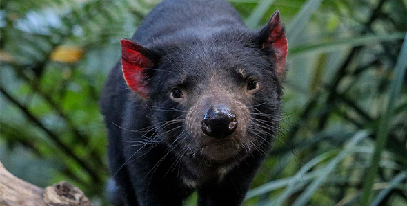 Tasmanian_Devil_Conservation_Index.png