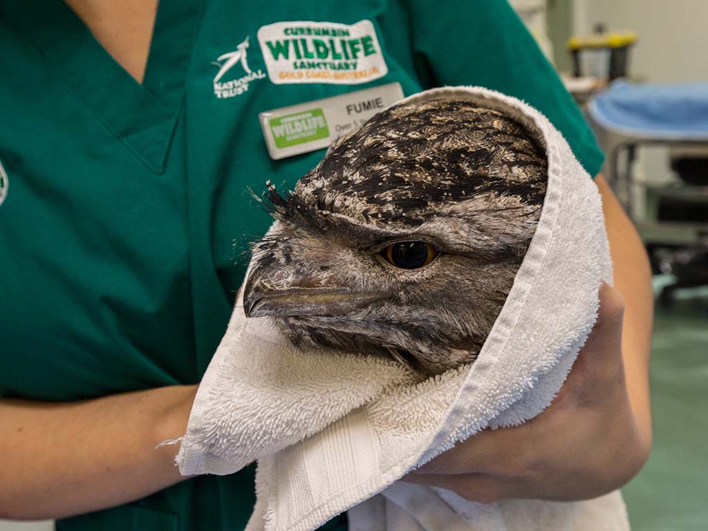 Currumbin_Wildlife_Hospital_Hospital_tour_owl_mobile_1024x768.jpg